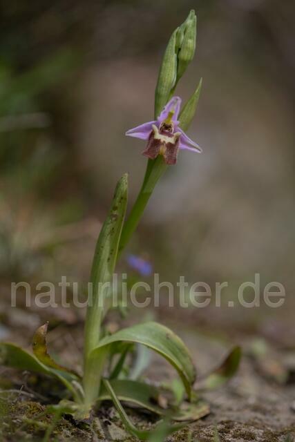 W19410 Weißglanz-Ragwurz,Ophrys candica - Peter Wächtershäuser