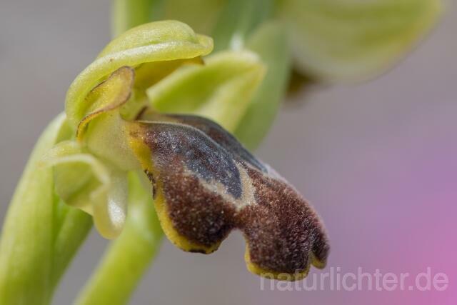 W19432 Braune Ragwurz,Ophrys fusca - Peter Wächtershäuser