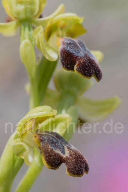 W19433 Braune Ragwurz,Ophrys fusca - Peter Wächtershäuser