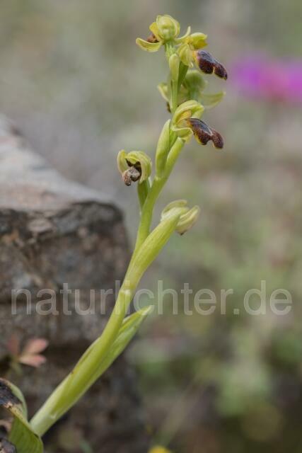 W19434 Braune Ragwurz,Ophrys fusca - Peter Wächtershäuser