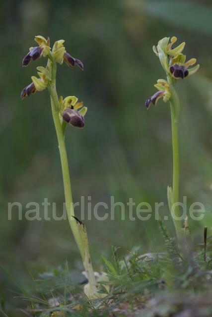 W19437 Braune Ragwurz,Ophrys fusca - Peter Wächtershäuser
