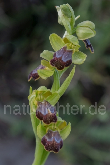 W19438 Braune Ragwurz,Ophrys fusca - Peter Wächtershäuser