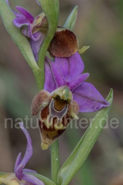 W19444 Heldreichs Ragwurz,Ophrys heldreichii - Peter Wächtershäuser
