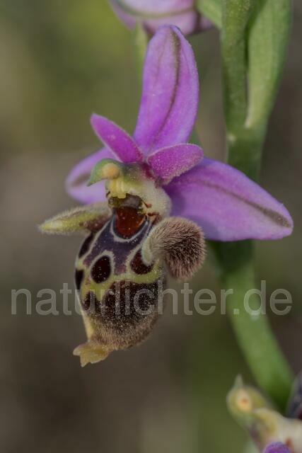W19445 Heldreichs Ragwurz,Ophrys heldreichii - Peter Wächtershäuser