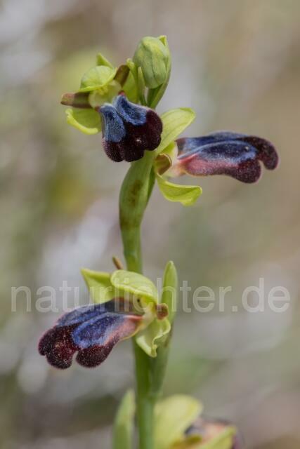W19452 Regenbogen-Ragwurz,Ophrys iricolor - Peter Wächtershäuser