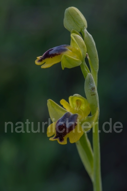 W19459 Phrygana-Ragwurz,Ophrys phryganae - Peter Wächtershäuser
