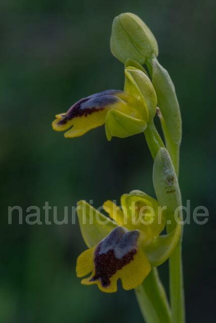 W19460 Phrygana-Ragwurz,Ophrys phryganae - Peter Wächtershäuser