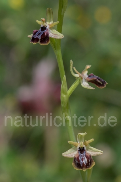 W19464 Gortyn-Ragwurz,Ophrys sphegodes subsp. gortynia - Peter Wächtershäuser