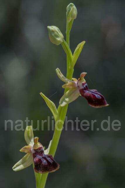 W19465 Gortyn-Ragwurz,Ophrys sphegodes subsp. gortynia - Peter Wächtershäuser
