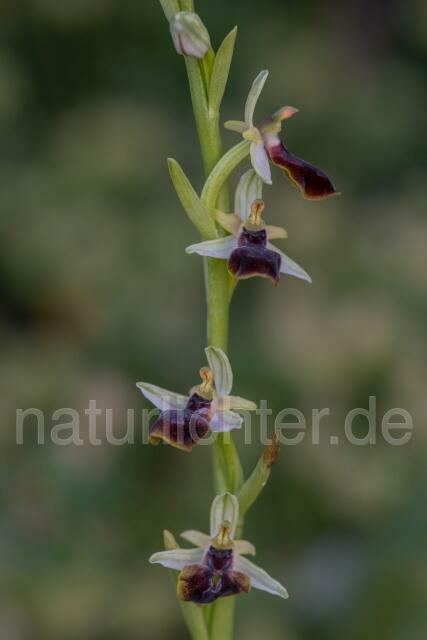 W19469 Gortyn-Ragwurz,Ophrys sphegodes subsp. gortynia - Peter Wächtershäuser