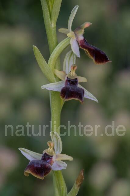 W19470 Gortyn-Ragwurz,Ophrys sphegodes subsp. gortynia - Peter Wächtershäuser