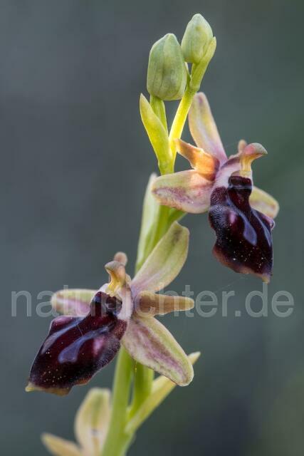 W19471 Gortyn-Ragwurz,Ophrys sphegodes subsp. gortynia - Peter Wächtershäuser