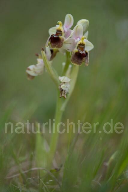 W19472 Wespen-Ragwurz,Ophrys tenthredinifera - Peter Wächtershäuser