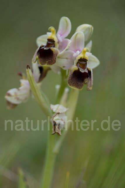 W19473 Wespen-Ragwurz,Ophrys tenthredinifera - Peter Wächtershäuser