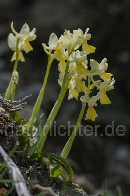 W19535 Wenigblütiges Knabenkraut,Orchis pauciflora - Peter Wächtershäuser