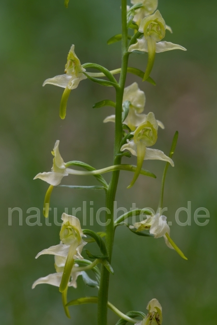 W20493 Grünliche Waldhyazinthe,Platanthera chlorantha - Peter Wächtershäuser