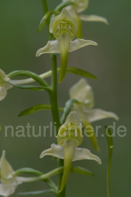 W20494 Grünliche Waldhyazinthe,Platanthera chlorantha - Peter Wächtershäuser