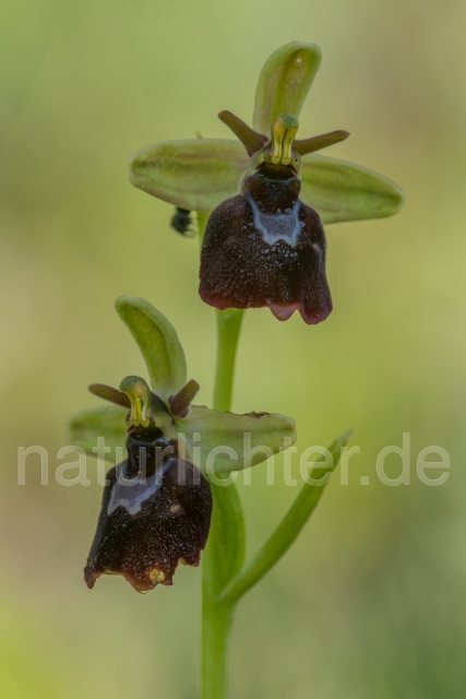 W20496  Hummel-Ragwurz × Fliegen-Ragwurz,Ophrys fuciflora x Ophrys insectifera - Peter Wächtershäuser