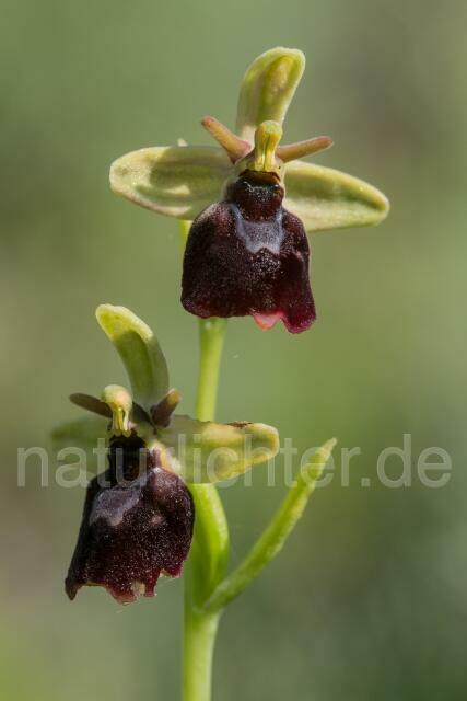 W20497 Hummel-Ragwurz × Fliegen-Ragwurz,Ophrys fuciflora x Ophrys insectifera