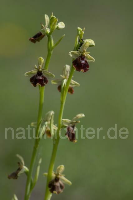 W20498 Hummel-Ragwurz × Fliegen-Ragwurz,Ophrys fuciflora x Ophrys insectifera