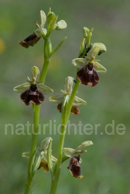 W20499 Hummel-Ragwurz × Fliegen-Ragwurz,Ophrys fuciflora x Ophrys insectifera - Peter Wächtershäuser
