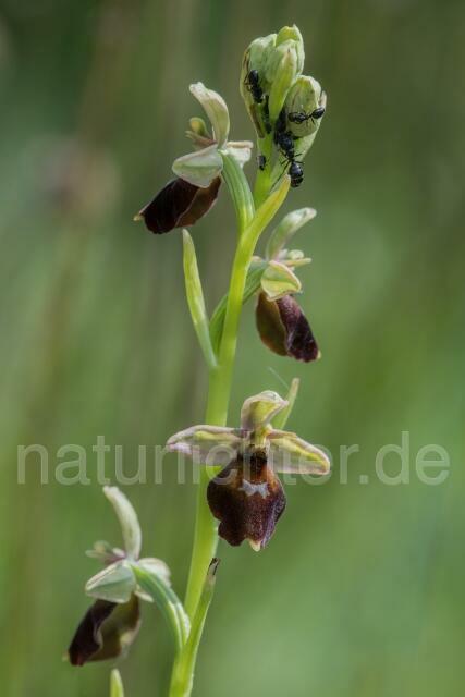 W20500 Hummel-Ragwurz × Fliegen-Ragwurz,Ophrys fuciflora x Ophrys insectifera