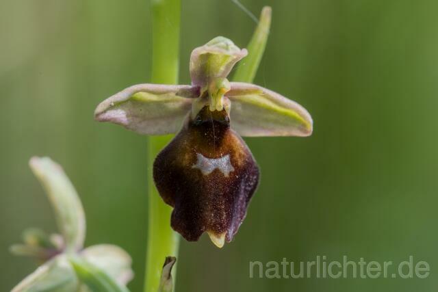 W20501 Hummel-Ragwurz × Fliegen-Ragwurz,Ophrys fuciflora x Ophrys insectifera