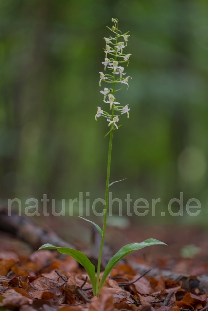 W21510 Grünliche Waldhyazinthe,Platanthera chlorantha - Peter Wächtershäuser