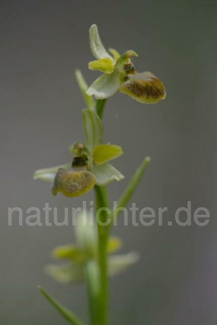 W21512 Kleine Spinnen-Ragwurz,Ophrys araneola - Peter Wächtershäuser
