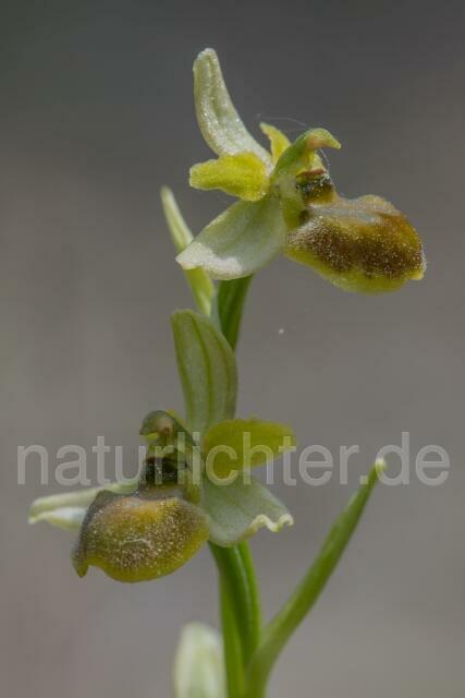 W21513 Kleine Spinnen-Ragwurz,Ophrys araneola - Peter Wächtershäuser