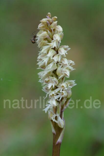W8283 Gefleckte Waldwurz,Neotinea maculata - Peter Wächtershäuser