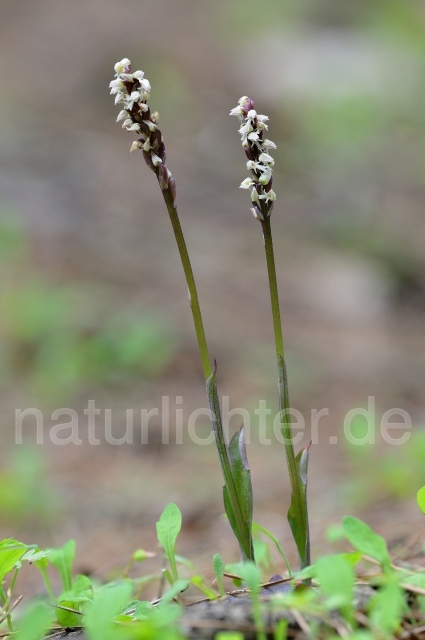 W8286 Gefleckte Waldwurz,Neotinea maculata - Peter Wächtershäuser