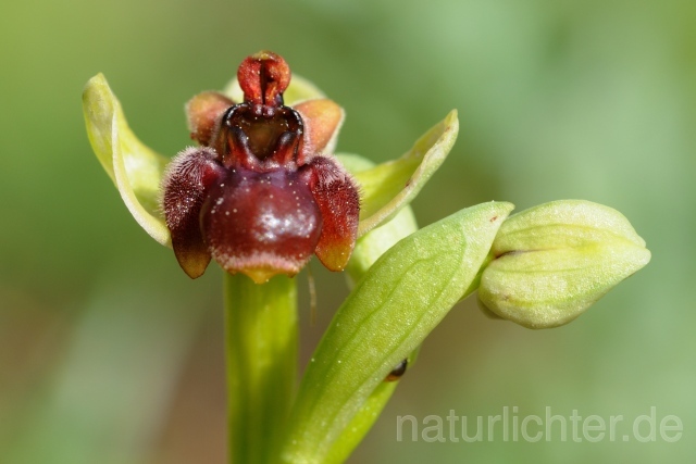 W8288 Drohnenragwurz,Ophrys bombyliflora - Peter Wächtershäuser