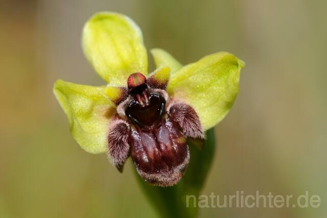 W8289 Drohnenragwurz,Ophrys bombyliflora - Peter Wächtershäuser