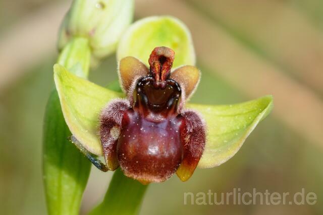 W8290 Drohnenragwurz,Ophrys bombyliflora - Peter Wächtershäuser