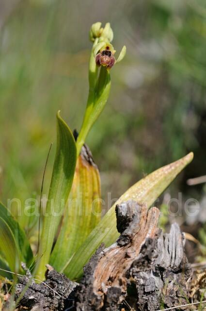 W8291 Drohnenragwurz,Ophrys bombyliflora - Peter Wächtershäuser