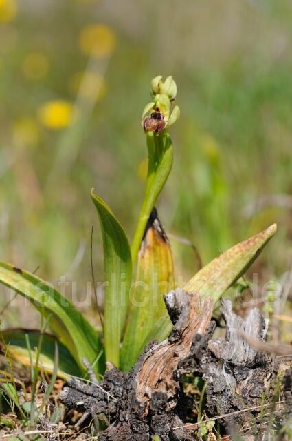 W8292 Drohnenragwurz,Ophrys bombyliflora - Peter Wächtershäuser