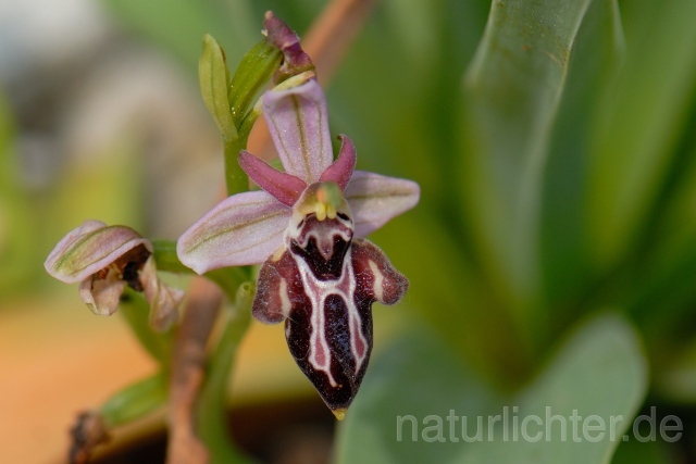 W8310 Belonia-Ragwurz,Ophrys cretica ssp. beloniae - Peter Wächtershäuser
