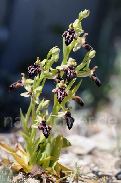 W8311 Belonia-Ragwurz,Ophrys cretica ssp. beloniae - Peter Wächtershäuser