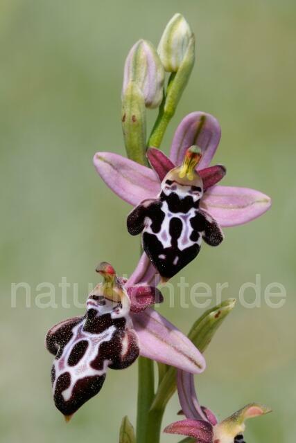 W8312 Belonia-Ragwurz,Ophrys cretica ssp. beloniae - Peter Wächtershäuser