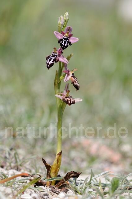 W8313 Belonia-Ragwurz,Ophrys cretica ssp. beloniae - Peter Wächtershäuser