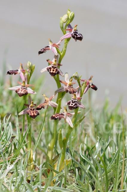 W8314 Belonia-Ragwurz,Ophrys cretica ssp. beloniae - Peter Wächtershäuser