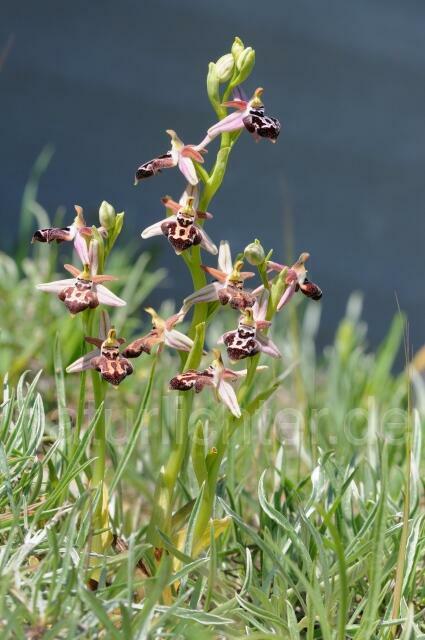 W8315 Belonia-Ragwurz,Ophrys cretica ssp. beloniae - Peter Wächtershäuser