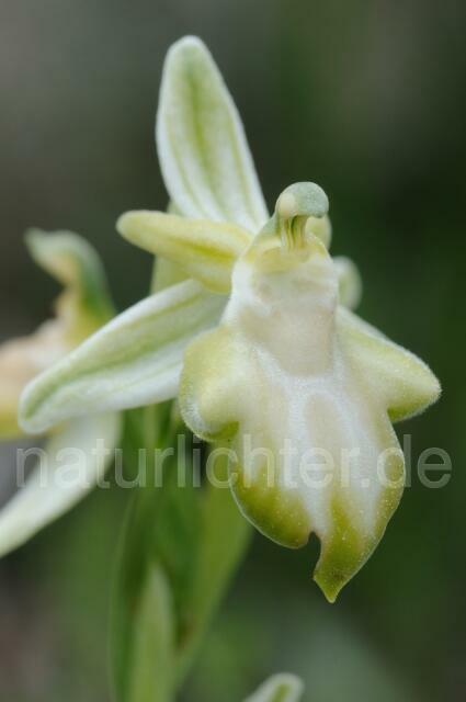 W8316 Belonia-Ragwurz,Ophrys cretica ssp. beloniae - Peter Wächtershäuser