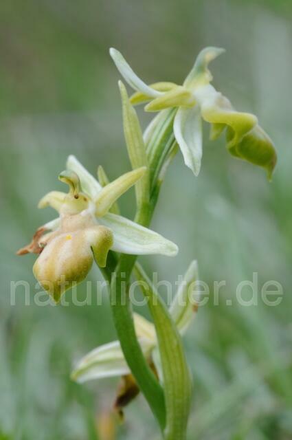 W8317 Belonia-Ragwurz,Ophrys cretica ssp. beloniae - Peter Wächtershäuser