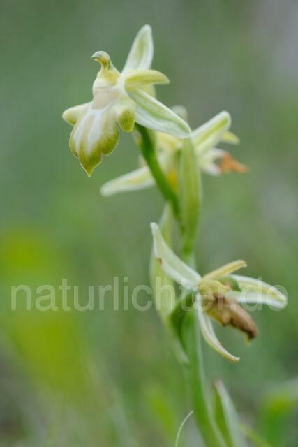 W8318 Belonia-Ragwurz,Ophrys cretica ssp. beloniae - Peter Wächtershäuser