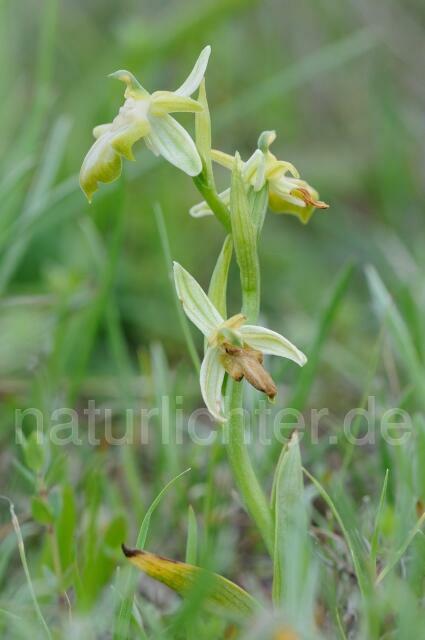W8319 Belonia-Ragwurz,Ophrys cretica ssp. beloniae - Peter Wächtershäuser