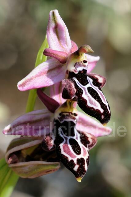 W8320 Belonia-Ragwurz,Ophrys cretica ssp. beloniae - Peter Wächtershäuser
