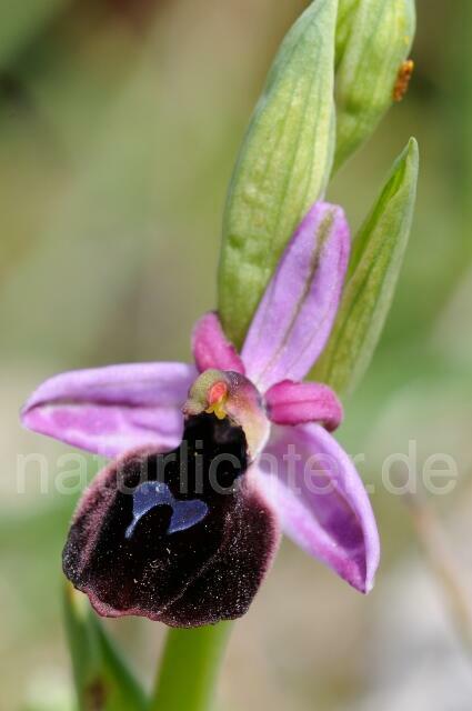 W8328 Hufeisen-Ragwurz,Ophrys ferrum- equinum - Peter Wächtershäuser