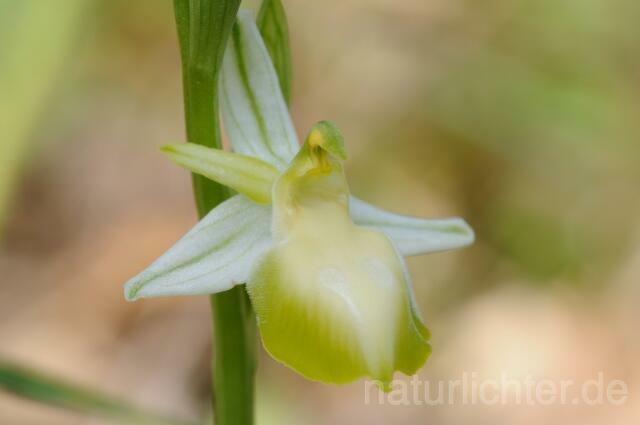 W8330 Hufeisen-Ragwurz,Ophrys ferrum- equinum - Peter Wächtershäuser